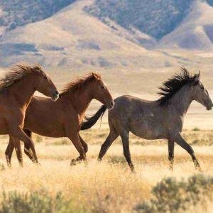Your Mane Blows in the Wind