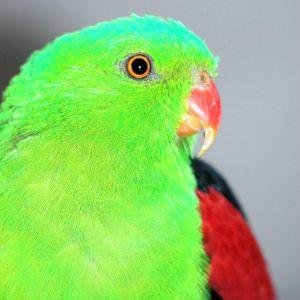 What Is Holistic Health Care for Animals?
