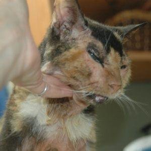 Feline Atopic Dermatitis-Cookie’s Recovery