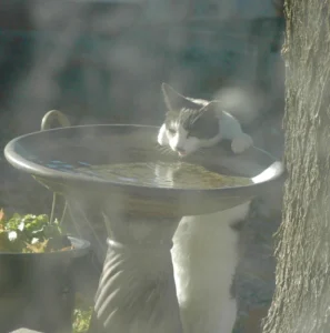 Cat drinking from birdbath