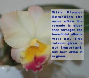 Back Flower Remedies