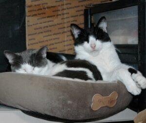 Two cats snuggled into a one cat bed.