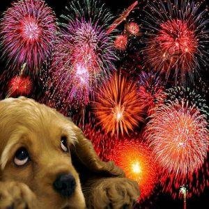 Helping Your Dog Cope with Fireworks