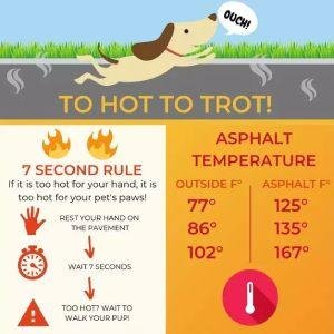 What Is the 7 Second Rule for Dogs?