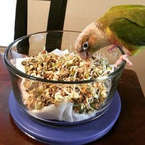Learn about the Best Balance of Whole Real Foods to Feed the Parrots You Love