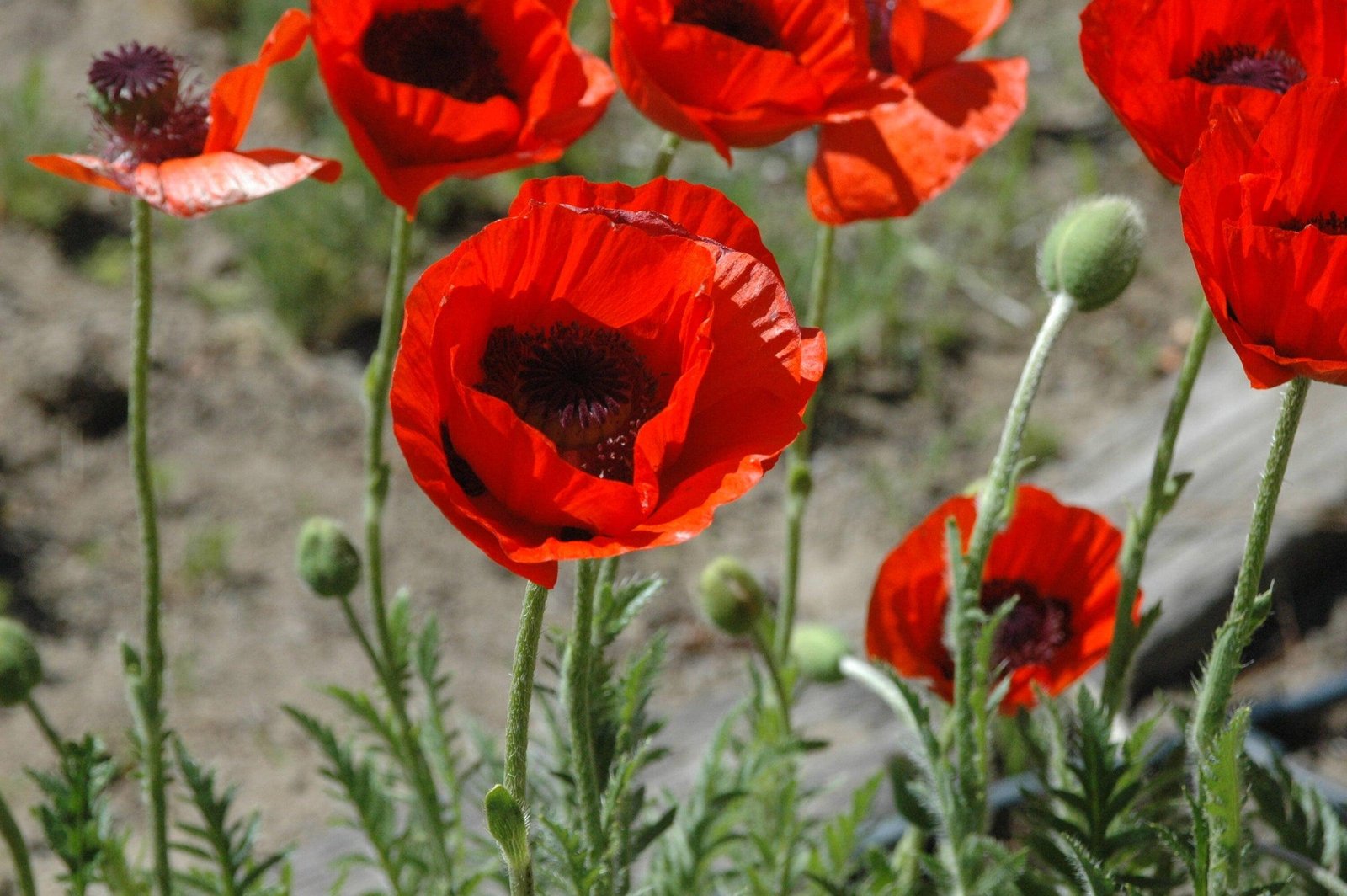 Antique Poppies