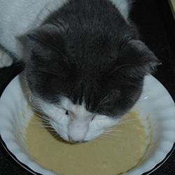 Our homemade Cat Food Stew is fully cooked and is specially formulated to support feline kidney health. Tunia enjoys his meal.